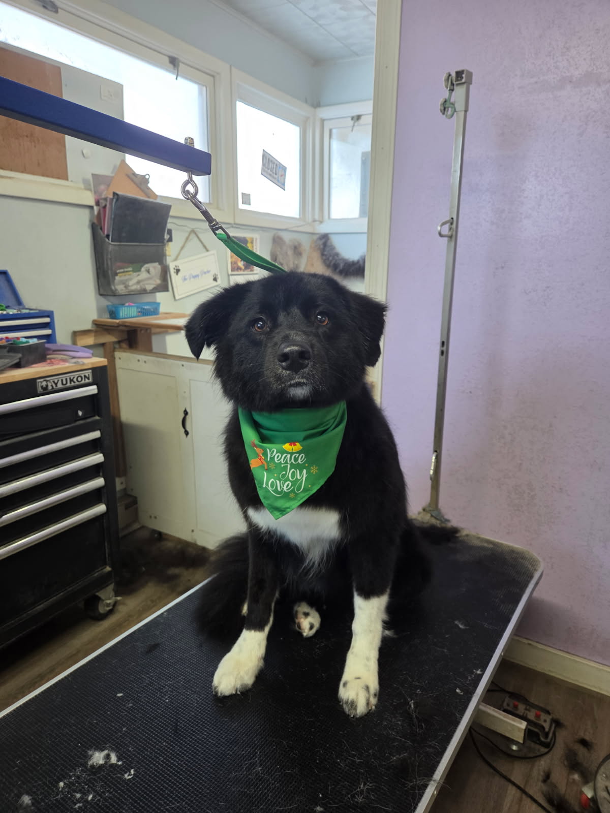 Anxious & Rescue Dog Grooming performed by The Puppy Parlor in Billings