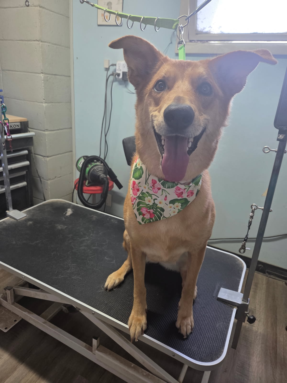 Bath & Brush performed by The Puppy Parlor in Billings