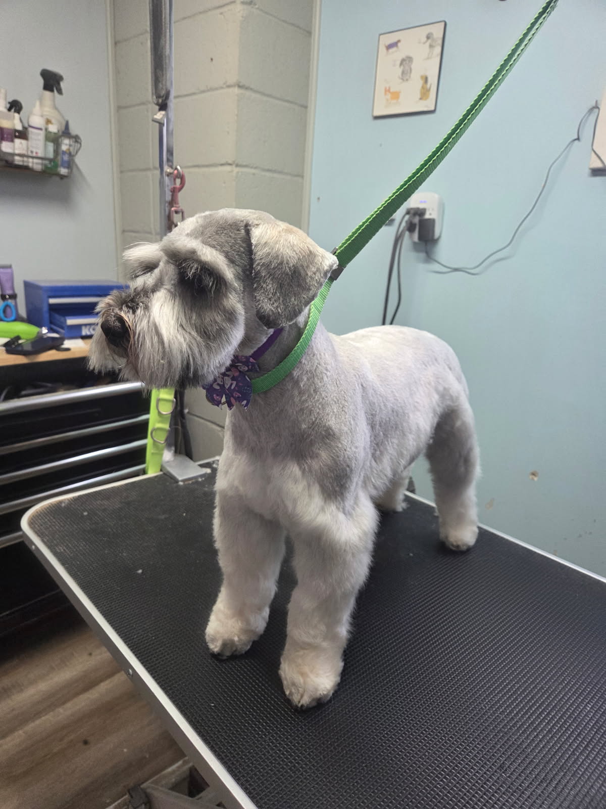 Breed-Specific Haircuts performed by The Puppy Parlor in Billings