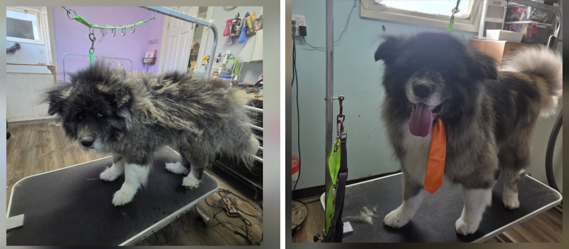 De-Shedding Treatments performed by The Puppy Parlor in Billings