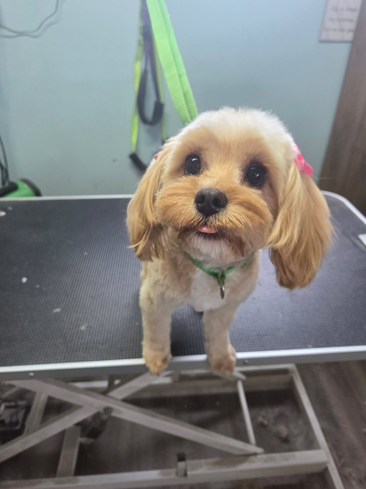 Full-Service Dog Grooming performed by The Puppy Parlor in Billings
